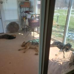 Animals